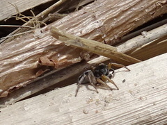 Habronattus borealis
