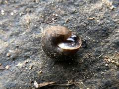 Cryptomastix germana