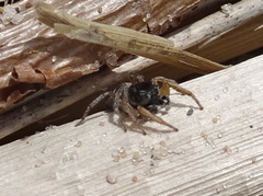 Habronattus borealis