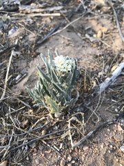 Dimorphocarpa wislizeni