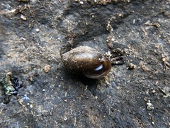 Cryptomastix germana