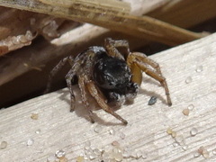 Habronattus borealis
