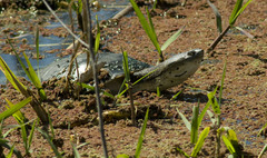 Hilaire's Side-Necked Turtle photo 5