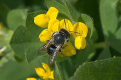 Osmia caerulescens
