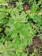 Ranunculus cassubicus