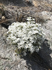 Leptosiphon melingii