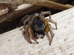 Habronattus borealis