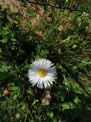 Bellis perennis