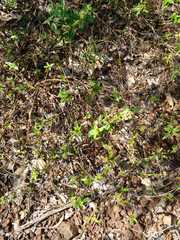 Agathisanthemum bojeri