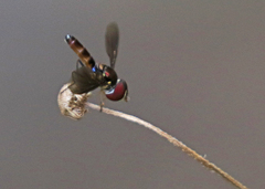 Ocyptamus antiphates