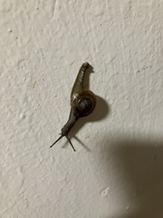 Macrochlamys nitidissima