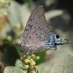 Pseudolycaena