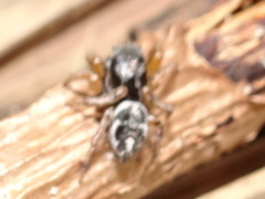 Habronattus borealis