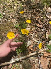 Ranunculus tuberosus