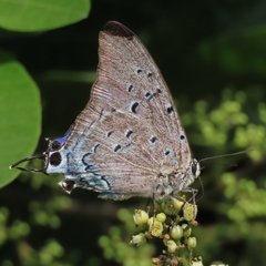 Pseudolycaena