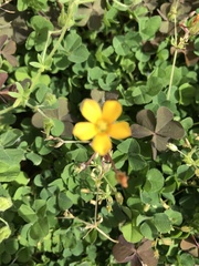 Oxalis corniculata repens
