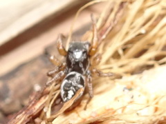 Habronattus borealis