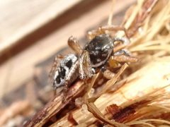Habronattus borealis