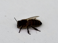 Apis mellifera