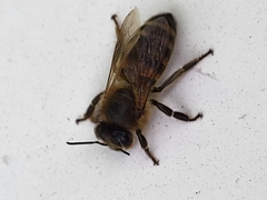 Apis mellifera