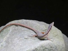 Takydromus kuehnei