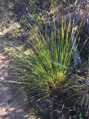Schoenus cuspidatus