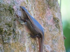 Sphenomorphus incognitus