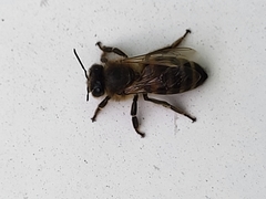 Apis mellifera