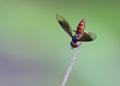 Ocyptamus antiphates