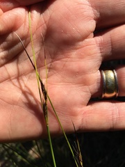 Schoenus cuspidatus