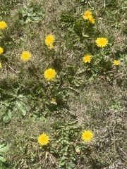 Taraxacum officinale