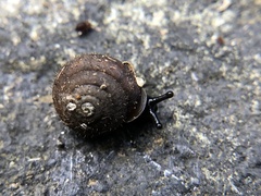 Cryptomastix germana
