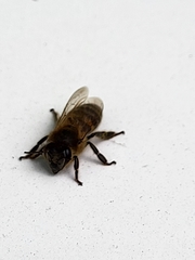 Apis mellifera