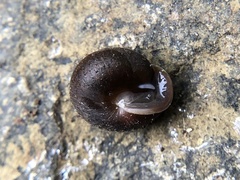Cryptomastix germana