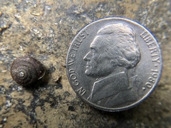 Cryptomastix germana