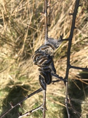 Aporia crataegi