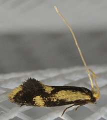 Isocorypha mediostriatella