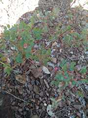 Indigofera adenoides