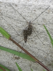 Ischnotoma
