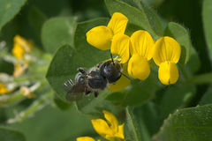 Osmia caerulescens