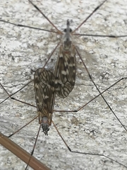 Ischnotoma