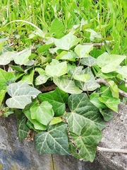 Hedera helix