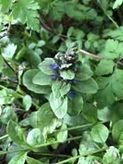 Ajuga genevensis
