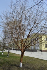 Prunus maackii