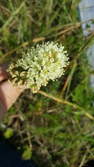 Toxicoscordion venenosum venenosum