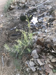 Ipomopsis longiflora