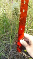 Toxicoscordion venenosum venenosum