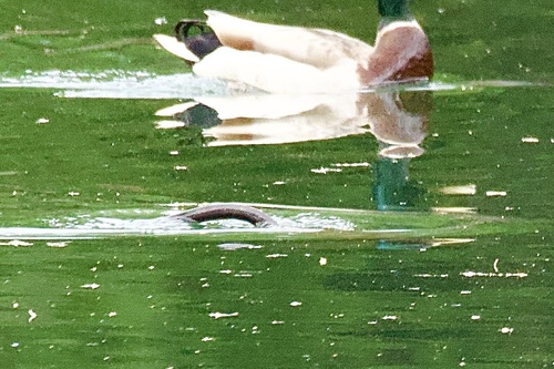 North American River Otter photographed in Kentucky