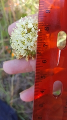 Toxicoscordion venenosum venenosum