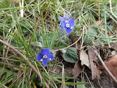 Veronica chamaedrys